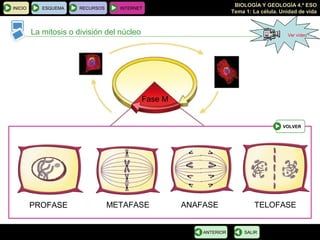 BIOLOGÍA Y GEOLOGÍA 4.º ESO
Tema 1: La célula. Unidad de vida
TELOFASE
Los cromosomas
se descondensan
en cromatina
ANAFASE
Las cromátidas
hermanas se
separan
METAFASE
Los cromosomas
se disponen en
el centro
PROFASE
Condensación
de la cromatina
INICIO ESQUEMA RECURSOS INTERNET
La mitosis o división del núcleo
SALIRANTERIOR
Fase M
División del núcleo (mitosis)
PROFASE METAFASE ANAFASE TELOFASE
VOLVER
Ver vídeo
 