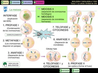 BIOLOGÍA Y GEOLOGÍA 4.º ESO
Tema 1: La célula. Unidad de vida
INICIO ESQUEMA RECURSOS INTERNET
La meiosis
SALIRANTERIOR
INTERFASE
(duplicación
del ADN)
1. PROFASE I
(Condensación
de los cromosomas)
2. METAFASE I
(Los cromosomas se
disponen en parejas)
3. ANAFASE I
(Separación de los
cromosomas)
4. TELOFASE I y
CITOCINESIS
5. PROFASE II
(se vuelve a formar el huso)
Células hijas
6. ANAFASE II
(Separación de
cromátidas)
7. TELOFASE y
CITOCINESIS
MEIOSIS I
(separación de cromosomas
homólogos)
MEIOSIS II
(separación de cromátidas
hermanas)
SOBRECRUZAMIENTO
VER CICLOS
BIOLÓGICOS
MEIOSIS II
(separación de cromosomas
homólogos)
Ver vídeo
 