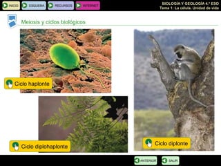 BIOLOGÍA Y GEOLOGÍA 4.º ESO
Tema 1: La célula. Unidad de vida
INICIO ESQUEMA RECURSOS INTERNET
Meiosis y ciclos biológicos
SALIRANTERIOR
Ciclo diplonte
Ciclo haplonte
Ciclo diplohaplonte
 