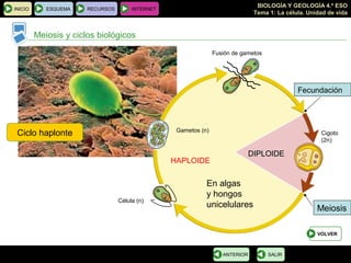BIOLOGÍA Y GEOLOGÍA 4.º ESO
Tema 1: La célula. Unidad de vida
INICIO ESQUEMA RECURSOS INTERNET
Meiosis y ciclos biológicos
SALIRANTERIOR
Ciclo haplonte
VOLVER
En algas
y hongos
unicelulares
HAPLOIDE
DIPLOIDEDIPLOIDE
Cigoto
(2n)
Fecundación
Meiosis
Célula (n)
Gametos (n)
Fusión de gametos
 