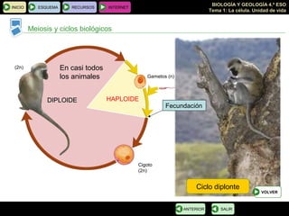 BIOLOGÍA Y GEOLOGÍA 4.º ESO
Tema 1: La célula. Unidad de vida
INICIO ESQUEMA RECURSOS INTERNET
Meiosis y ciclos biológicos
SALIRANTERIOR
Ciclo diplonte
VOLVER
En casi todos
los animales
HAPLOIDEDIPLOIDEDIPLOIDE
Fecundación
Cigoto
(2n)
Gametos (n)
(2n)
 