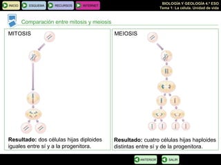 BIOLOGÍA Y GEOLOGÍA 4.º ESO
Tema 1: La célula. Unidad de vida
INICIO ESQUEMA RECURSOS INTERNET
Comparación entre mitosis y meiosis
SALIRANTERIOR
MITOSIS MEIOSIS
Resultado: dos células hijas diploides
iguales entre sí y a la progenitora.
Resultado: cuatro células hijas haploides
distintas entre sí y de la progenitora.
 