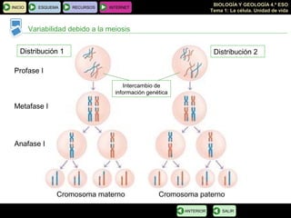 BIOLOGÍA Y GEOLOGÍA 4.º ESO
Tema 1: La célula. Unidad de vida
INICIO ESQUEMA RECURSOS INTERNET
Variabilidad debido a la meiosis
SALIRANTERIOR
Cromosoma materno Cromosoma paterno
Distribución 1 Distribución 2
Intercambio de
información genética
Profase I
Metafase I
Anafase I
 