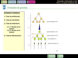 BIOLOGÍA Y GEOLOGÍA 4.º ESO
Tema 1: La célula. Unidad de vida
INICIO ESQUEMA RECURSOS INTERNET
Formación de gametos
SALIRANTERIOR
 