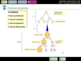 BIOLOGÍA Y GEOLOGÍA 4.º ESO
Tema 1: La célula. Unidad de vida
INICIO ESQUEMA RECURSOS INTERNET
Formación de gametos
SALIRANTERIOR
1
3 y 4
2
 