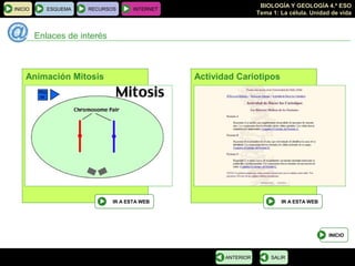 BIOLOGÍA Y GEOLOGÍA 4.º ESO
Tema 1: La célula. Unidad de vida
INICIO ESQUEMA RECURSOS INTERNET
Enlaces de interés
INICIO
SALIRANTERIOR
Animación Mitosis
IR A ESTA WEB
Actividad Cariotipos
IR A ESTA WEB
 