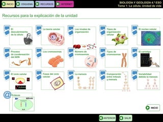 BIOLOGÍA Y GEOLOGÍA 4.º ESO
Tema 1: La célula. Unidad de vida
INICIO ESQUEMA RECURSOS INTERNET
INICIO
Enlaces
Recursos para la explicación de la unidad
SALIRANTERIOR
Los niveles de
organización
El
descubrimiento
de la célula
La teoría celular Tipos de
organización
celular
El núcleo celular
Proceso
de condensación
del ADN
Los cromosomas Número de
cromosomas
Tipos de
cromosomas
El cariotipo
El ciclo celular Fases del ciclo
celular
La meiosis Comparación
entre mitosis
y meiosis
Variabilidad
debido la meiosis
 