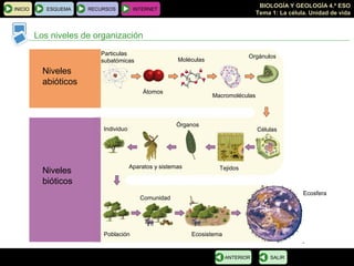 BIOLOGÍA Y GEOLOGÍA 4.º ESO
Tema 1: La célula. Unidad de vida
INICIO ESQUEMA RECURSOS INTERNET
Los niveles de organización
SALIRANTERIOR
Niveles
abióticos
Niveles
bióticos
Particulas
subatómicas
Átomos
Moléculas
Macromoléculas
Orgánulos
Células
Tejidos
Órganos
Aparatos y sistemas
Individuo
Población
Comunidad
Ecosistema
Ecosfera
 