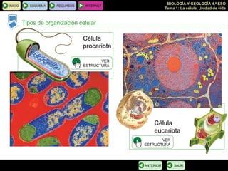 BIOLOGÍA Y GEOLOGÍA 4.º ESO
Tema 1: La célula. Unidad de vida
Célula
eucariota
INICIO ESQUEMA RECURSOS INTERNET
Tipos de organización celular
SALIRANTERIOR
Célula
procariota
VER
ESTRUCTURA
VER
ESTRUCTURA
 