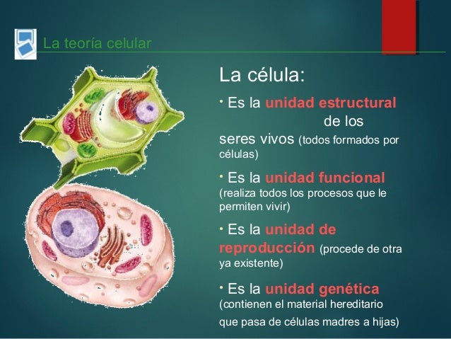 La celula unidad de vida