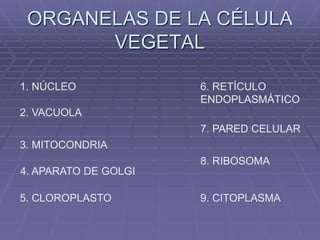 ORGANELAS DE LA CÉLULA 
VEGETAL 
1. NÚCLEO 
2. VACUOLA 
3. MITOCONDRIA 
4. APARATO DE GOLGI 
5. CLOROPLASTO 
6. RETÍCULO 
ENDOPLASMÁTICO 
7. PARED CELULAR 
8. RIBOSOMA 
9. CITOPLASMA 
 