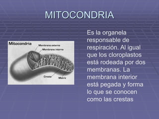 MITOCONDRIA 
Es la organela 
responsable de 
respiración. Al igual 
que los cloroplastos 
está rodeada por dos 
membranas. La 
membrana interior 
está pegada y forma 
lo que se conocen 
como las crestas 
 