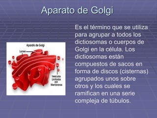 Aparato de Golgi 
Es el término que se utiliza 
para agrupar a todos los 
dictiosomas o cuerpos de 
Golgi en la célula. Los 
dictiosomas están 
compuestos de sacos en 
forma de discos (cisternas) 
agrupados unos sobre 
otros y los cuales se 
ramifican en una serie 
compleja de túbulos. 
 