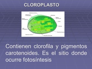 CLOROPLASTO 
Contienen clorofila y pigmentos 
carotenoides. Es el sitio donde 
ocurre fotosíntesis 
 