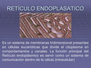 RETÍCULO ENDOPLASATICO 
Es un sistema de membranas tridimensional presentes 
en células eucarióticas que divide el citoplasma en 
comportamientos y canales. La función principal del 
Retículo endoplásmico es servir como un sistema de 
comunicación dentro de la célula (intracelular) 
 