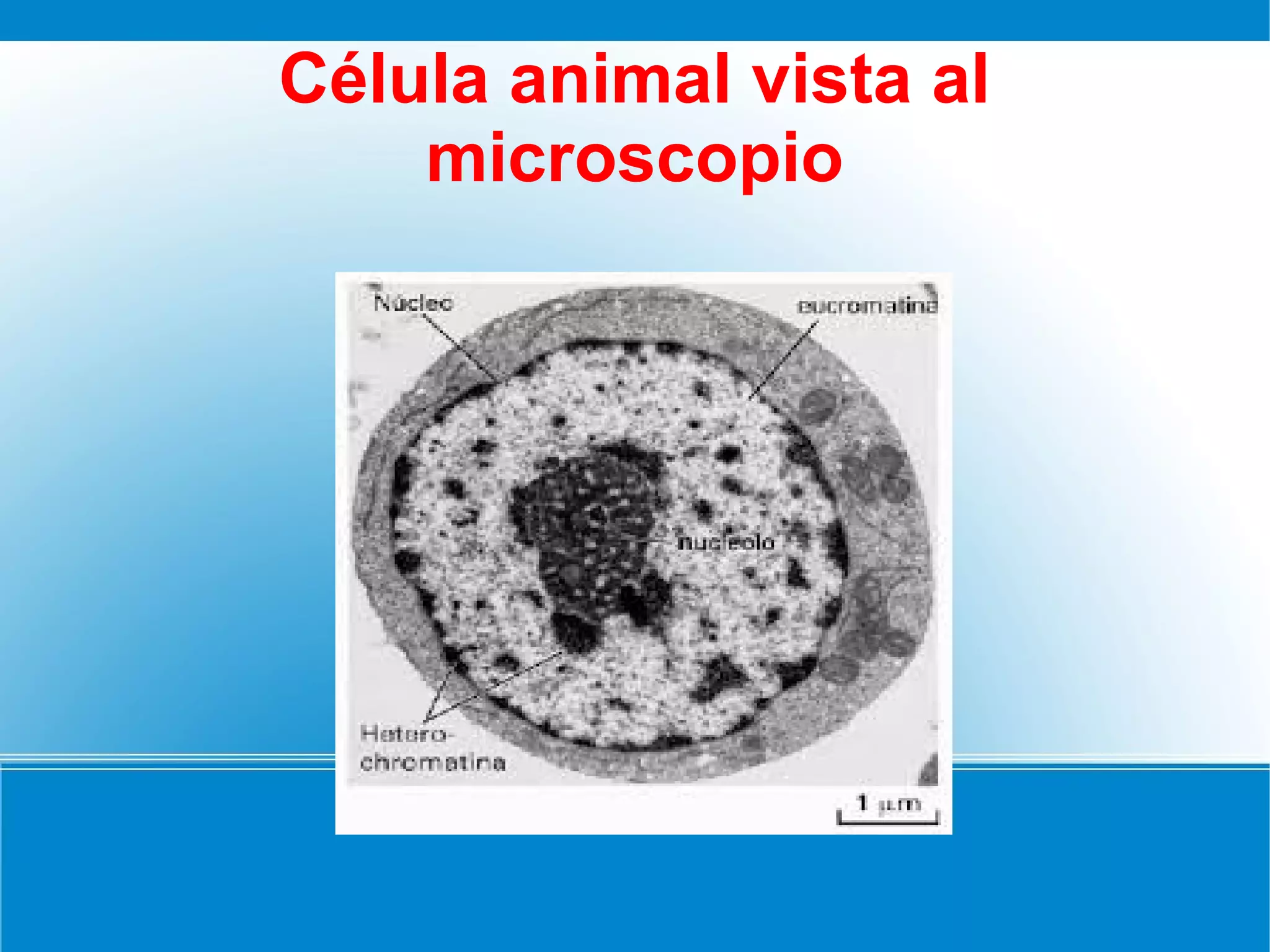 La celula y el microscopio (1) | PPT