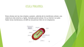 CELULA PROCARIOTA
Estas células son las mas simples y poseen, además de la membrana celular, una
cobertura más externa y rígida, llamada pared celular. En su interior no suele
haber otras membranas y el ADN se encuentran libre en el citoplasma
 