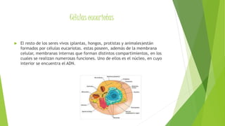 Células eucariotas
 El resto de los seres vivos (plantas, hongos, protistas y animales)están
formados por células eucariotas. estas poseen, además de la membrana
celular, membranas internas que forman distintos compartimientos, en los
cuales se realizan numerosas funciones. Uno de ellos es el núcleo, en cuyo
interior se encuentra el ADN.
 