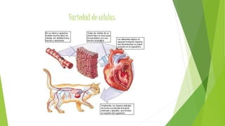 Variedad de células
 