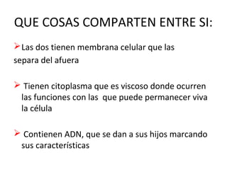 QUE COSAS COMPARTEN ENTRE SI:
Las dos tienen membrana celular que las
separa del afuera
 Tienen citoplasma que es viscoso donde ocurren
las funciones con las que puede permanecer viva
la célula
 Contienen ADN, que se dan a sus hijos marcando
sus características
 