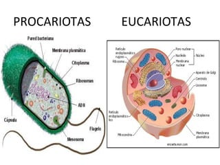 PROCARIOTAS EUCARIOTAS
 