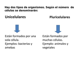 Hay dos tipos de organismos. Según el número deHay dos tipos de organismos. Según el número de
células se denominarán:células se denominarán:
Unicelulares
Están formados por una
sola célula.
Ejemplos: bacterias y
amebas
Pluricelulares
Están formados por
muchas células.
Ejemplo: animales y
vegetales
 