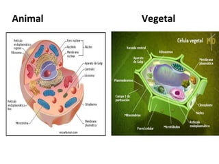 Animal Vegetal
 