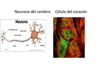 Neurona del cerebro Célula del corazón
 