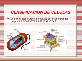 CLASIFICACION DE CELULAS
Los científicos dividen las células en en dos grandes
grupos PROCARIOTAS Y EUCARIOTAS