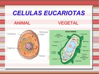 CELULAS EUCARIOTAS
ANIMAL VEGETAL