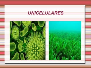 UNICELULARES