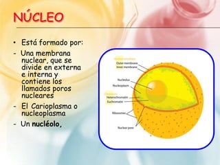 La celula y fotosintesis bioquimica | PPTX
