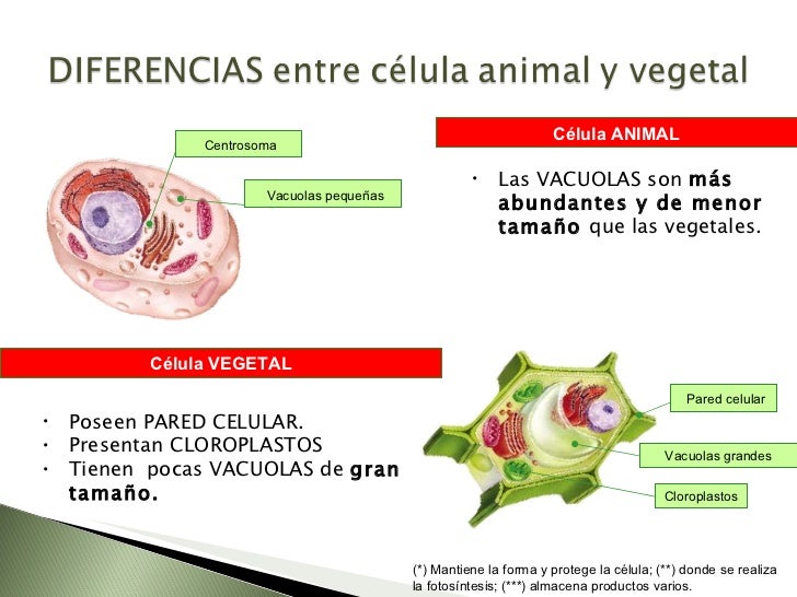 La celula y la funcion de nutricion La celula y la funcion de nutricion