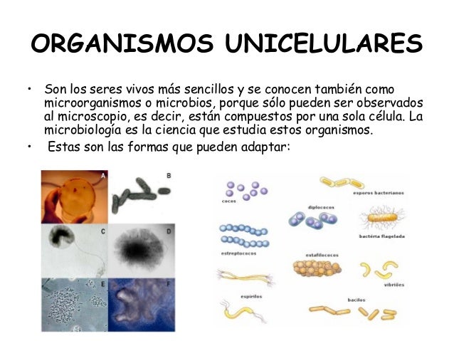 La celula y los organismos mas sencillos