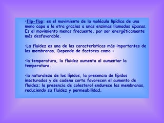 flip-flop : es el movimiento de la molécula lipídica de una mono capa a la otra gracias a unas enzimas llamadas  lipasas . Es el movimiento menos frecuente, por ser energéticamente más desfavorable.  La fluidez es una de las características más importantes de las membranas. Depende de factores como : la temperatura, la fluidez aumenta al aumentar la temperatura.  la naturaleza de los lípidos, la presencia de lípidos insaturados y de cadena corta favorecen el aumento de fluidez; la presencia de colesterol endurece las membranas, reduciendo su fluidez y permeabilidad.  