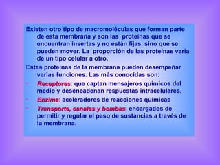 Existen otro tipo de macromoléculas que forman parte de esta membrana y son las  proteínas que se encuentran insertas y no están fijas, sino que se pueden mover. La  proporción de las proteínas varía de un tipo celular a otro. Estas proteínas de la membrana pueden desempeñar varias funciones. Las más conocidas son: Receptores : que captan mensajeros químicos del medio y desencadenan respuestas intracelulares. Enzima :  aceleradores de reacciones químicas Transporte, canales y bombas : encargados de permitir y regular el paso de sustancias a través de la membrana . 