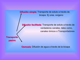 Difusión simple : Transporte de soluto a través de  bicapa. Ej urea, oxígeno Difusión facilitada : Transporte de soluto a través de verdaderos canales, tales como,  canales iónicos o Transportadores  Transporte pasivo  Osmosis : Difusión de agua a través de la bicapa 