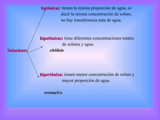 isotónicas :  tienen la misma proporción de agua, es  decir la misma concentración de soluto, no hay transferencia neta de agua. hipotónicas:  tiene diferentes concentraciones totales  de solutos y agua. Soluciones  citólisis hipertónica:  tienen menor concentración de soluto y mayor proporción de agua. crenaci ón 
