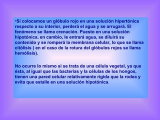 Sí colocamos un glóbulo rojo en una solución hipertónica respecto a su interior, perderá el agua y se arrugará. El fenómeno se llama crenación. Puesto en una solución hipotónica, en cambio, le entrará agua, se diluirá su contenido y se romperá la membrana celular, lo que se llama citólisis ( en el caso de la rotura del glóbulos rojos se llama hemólisis). No ocurre lo mismo si se trata de una célula vegetal, ya que ésta, al igual que las bacterias y la células de los hongos, tienen una pared celular relativamente rígida que la rodea y evita que estalle en una solución hipotónica . 