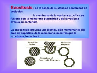 Exocitosis:   Es la salida de sustancias contenidas en vesículas. la membrana de la vesícula exocítica se fusiona con la membrana plasmática y así la vesícula evacua su contenido. La endocitosis provoca una disminución momentánea del área de superficie de la membrana, mientras que la exocitosis, lo contrario. 