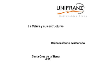La Celula y sus estructuras




                   Bruno Marcatto Maldonado



   Santa Cruz de la Sierra
             2011
 