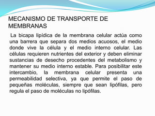 MECANISMO DE TRANSPORTE DE
MEMBRANAS
 La bicapa lipídica de la membrana celular actúa como
una barrera que separa dos medios acuosos, el medio
donde vive la célula y el medio interno celular. Las
células requieren nutrientes del exterior y deben eliminar
sustancias de desecho procedentes del metabolismo y
mantener su medio interno estable. Para posibilitar este
intercambio, la membrana celular presenta una
permeabilidad selectiva, ya que permite el paso de
pequeñas moléculas, siempre que sean lipófilas, pero
regula el paso de moléculas no lipófilas.
 
