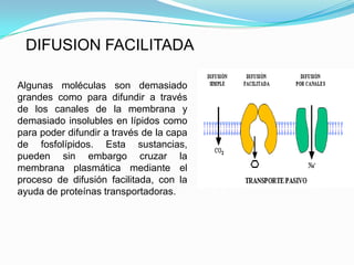 DIFUSION FACILITADA

Algunas moléculas son demasiado
grandes como para difundir a través
de los canales de la membrana y
demasiado insolubles en lípidos como
para poder difundir a través de la capa
de fosfolípidos. Esta sustancias,
pueden sin embargo cruzar la
membrana plasmática mediante el
proceso de difusión facilitada, con la
ayuda de proteínas transportadoras.
 