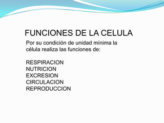 FUNCIONES DE LA CELULA
Por su condición de unidad mínima la
célula realiza las funciones de:

RESPIRACION
NUTRICION
EXCRESION
CIRCULACION
REPRODUCCION
 