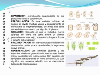 R
E   BIPARTICION: reproducción característica de los
P   protozoos como el paramecium.
R   ESPORULACIÓN: Es una escisión múltiple, el
O   núcleo se divide muchas veces y seguidamente el
D   citoplasma va fragmentándose, de modo que cada
U   núcleo hijo esta rodeado por algo de citoplasma.
C   GEMACION: Consiste en que el individuo nuevo
C   aparece en forma de yema sobre un animal
I   generalmente mas viejo, adquiriendo luego la forma
O   y tamaño del progenitor.
N   FRAGMENTACION: Un individuo puede dividirse en
    dos o varias partes y cada una de ellas da lugar a un
A   nuevo animal.
S   REGENERACION: Los animales jóvenes y las
E   especies inferiores generalmente son las que tienen
X   mayor capacidad de regeneración. Son capaces de
U   remplazar parte perdidas en forma accidental, lo cual
A   significa una estrecha relación con el crecimiento
L   luego de la fragmentación.
 