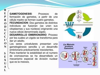 R
E   GAMETOGENESIS:            Procesos       de
P   formación de gametos, a partir de una
R   célula madre se forman cuatro gametos.
O   FECUNDACION: Dos gametos de distintos
D   individuos se fusionan (se unen sus
    citoplasmas y sus núcleos) originando una
U
    nueva célula denominada zigoto.
C
    DESARROLLO EMBRIONARIO: Proceso
C   por los cuales un zigoto se transforma para
I   dar un adulto.
O   Los seres unicelulares presentan una
N   gametogénesis sencilla y un desarrollo
    embrionario prácticamente inexistentes.
S   Para mantener la estabilidad en el numero
E   de cromosomas se ha desarrollado un
    mecanismo especial de división nuclear
X
    que es la meiosis.
U
A
L
 