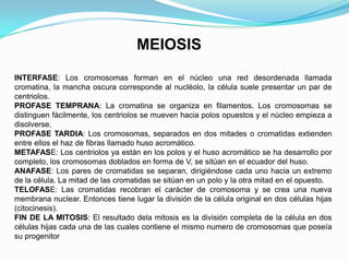 MEIOSIS
INTERFASE: Los cromosomas forman en el núcleo una red desordenada llamada
cromatina, la mancha oscura corresponde al nucléolo, la célula suele presentar un par de
centriolos.
PROFASE TEMPRANA: La cromatina se organiza en filamentos. Los cromosomas se
distinguen fácilmente, los centriolos se mueven hacia polos opuestos y el núcleo empieza a
disolverse.
PROFASE TARDIA: Los cromosomas, separados en dos mitades o cromatidas extienden
entre ellos el haz de fibras llamado huso acromático.
METAFASE: Los centriolos ya están en los polos y el huso acromático se ha desarrollo por
completo, los cromosomas doblados en forma de V, se sitúan en el ecuador del huso.
ANAFASE: Los pares de cromatidas se separan, dirigiéndose cada uno hacia un extremo
de la célula. La mitad de las cromatidas se sitúan en un polo y la otra mitad en el opuesto.
TELOFASE: Las cromatidas recobran el carácter de cromosoma y se crea una nueva
membrana nuclear. Entonces tiene lugar la división de la célula original en dos células hijas
(citocinesis).
FIN DE LA MITOSIS: El resultado dela mitosis es la división completa de la célula en dos
células hijas cada una de las cuales contiene el mismo numero de cromosomas que poseía
su progenitor
 
