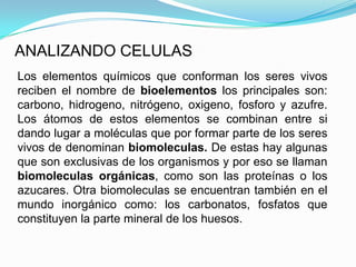 ANALIZANDO CELULAS
Los elementos químicos que conforman los seres vivos
reciben el nombre de bioelementos los principales son:
carbono, hidrogeno, nitrógeno, oxigeno, fosforo y azufre.
Los átomos de estos elementos se combinan entre si
dando lugar a moléculas que por formar parte de los seres
vivos de denominan biomoleculas. De estas hay algunas
que son exclusivas de los organismos y por eso se llaman
biomoleculas orgánicas, como son las proteínas o los
azucares. Otra biomoleculas se encuentran también en el
mundo inorgánico como: los carbonatos, fosfatos que
constituyen la parte mineral de los huesos.
 