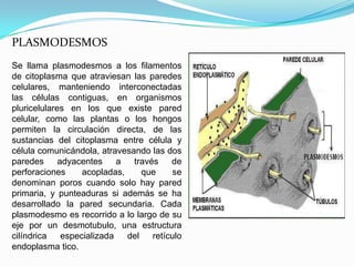 PLASMODESMOS
Se llama plasmodesmos a los filamentos
de citoplasma que atraviesan las paredes
celulares, manteniendo interconectadas
las células contiguas, en organismos
pluricelulares en los que existe pared
celular, como las plantas o los hongos
permiten la circulación directa, de las
sustancias del citoplasma entre célula y
célula comunicándola, atravesando las dos
paredes      adyacentes     a  través    de
perforaciones      acopladas,     que    se
denominan poros cuando solo hay pared
primaria, y punteaduras si además se ha
desarrollado la pared secundaria. Cada
plasmodesmo es recorrido a lo largo de su
eje por un desmotubulo, una estructura
cilíndrica    especializada   del   retículo
endoplasma tico.
 