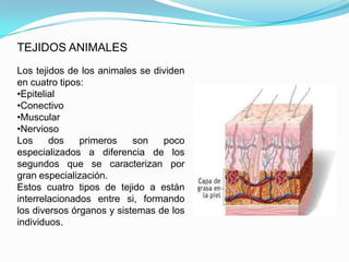 TEJIDOS ANIMALES
Los tejidos de los animales se dividen
en cuatro tipos:
•Epitelial
•Conectivo
•Muscular
•Nervioso
Los     dos    primeros    son   poco
especializados a diferencia de los
segundos que se caracterizan por
gran especialización.
Estos cuatro tipos de tejido a están
interrelacionados entre si, formando
los diversos órganos y sistemas de los
individuos.
 